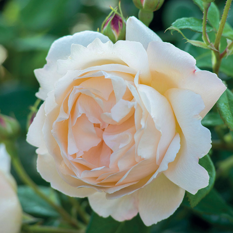 A David Austin Wollerton Old Hall® Climbing Rose bloom with fully double petals and cream colour.