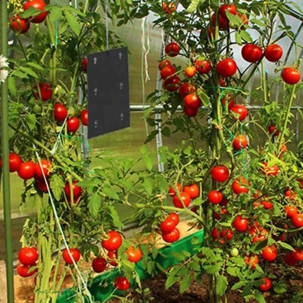 A Defenders Tomato Leaf Miner Pheromone Trap hanging among tomato plants.
