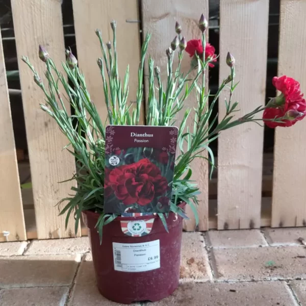 Dianthus 'Passion' 3 litre pot