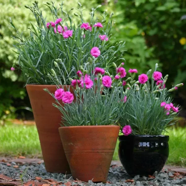 Dianthus 'Tickled Pink' 3 pots