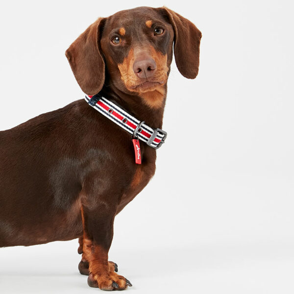 Dog wearing Joules Coastal Red Striped Dog Collar