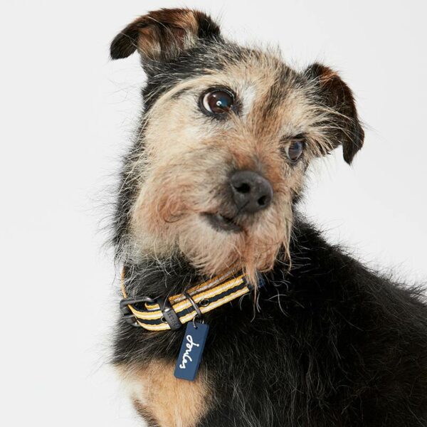 Dog wearing Joules Coastal Yellow Striped Dog Collar