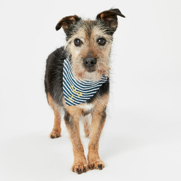 Dog wears Joules Nautical Dog Collar and Neckerchief