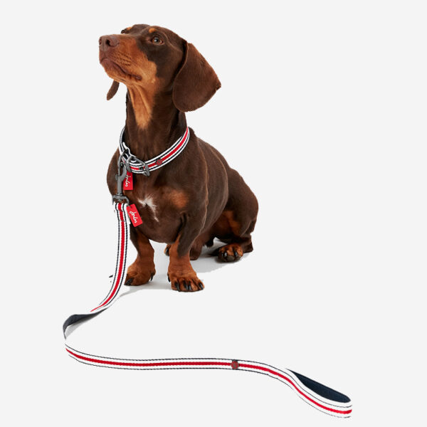 Dog with Joules Coastal Red Striped Dog Lead