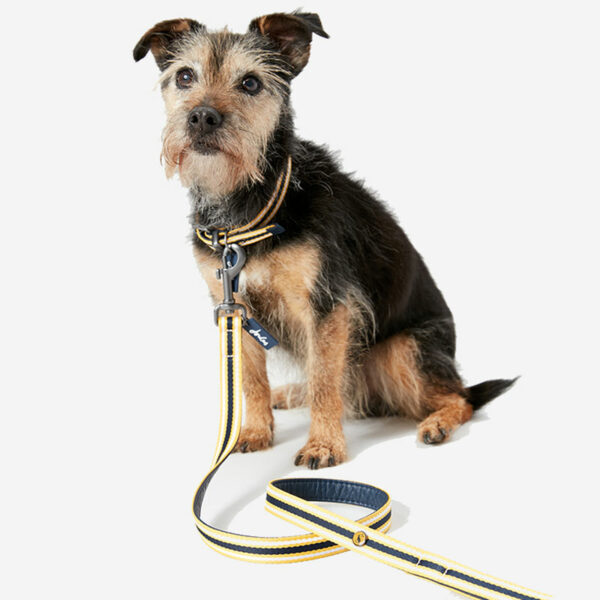 Dog with Joules Coastal Yellow Striped Lead
