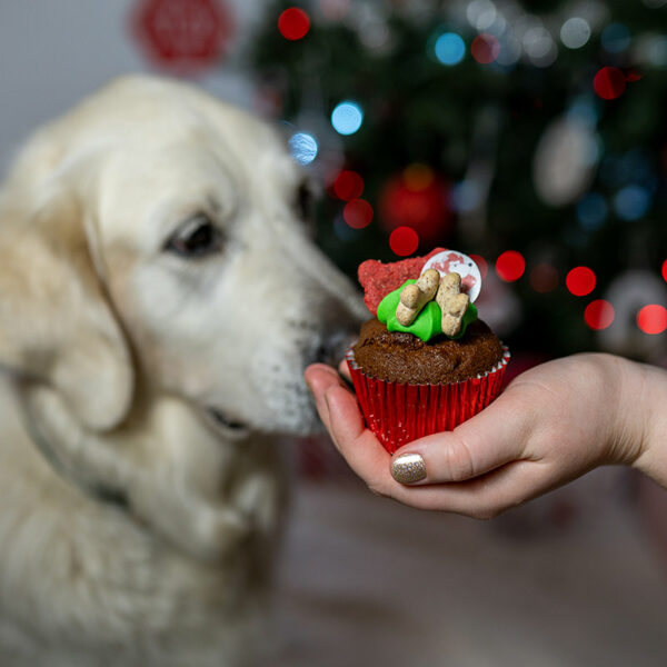 Dog with Yappy Woofmas Woofin