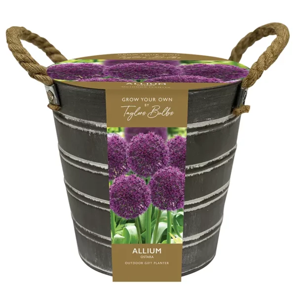 Outdoor Allium 'Ostara' Gift Bucket Planter