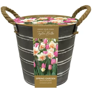 Narcissus 'Replete' & Tulip 'Mistress' Outdoor Metal Bucket Planter