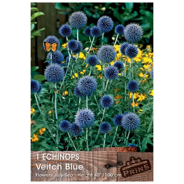 Echinops 'Veitch Blue' (1 bulb)