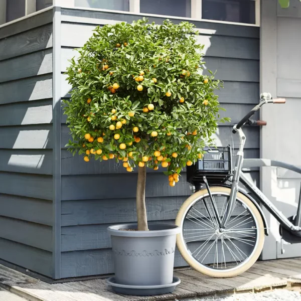 elho® Algarve Cilindro Wheels Anthracite Pot lemon tree