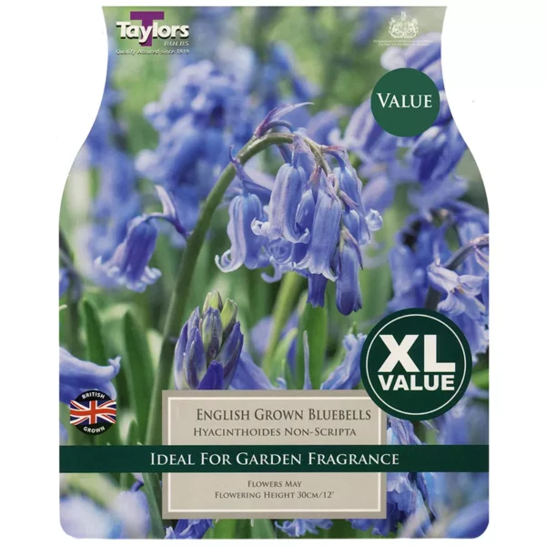 English Grown Bluebells (10 bulbs)