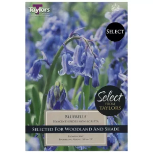 English Grown Bluebells (7 bulbs)
