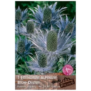 Eryngium alpinum 'Blue Distel' (1 bulb)