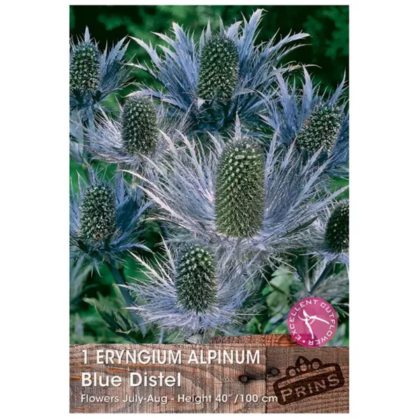 Eryngium alpinum 'Blue Distel' (1 bulb)