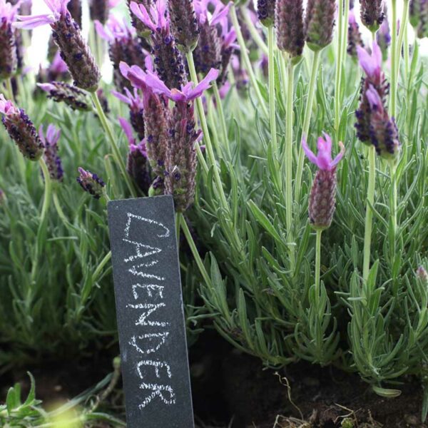 A single slate plant marker sticking out of the ground in front of a lavender plant with "Lavender" written on it in white wax.