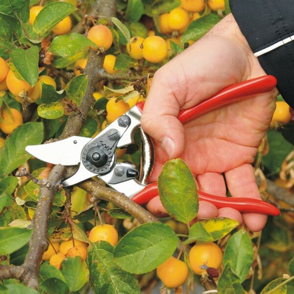 Someone cutting a branch with the FELCO Model 6 Compact Bypass Secateurs.