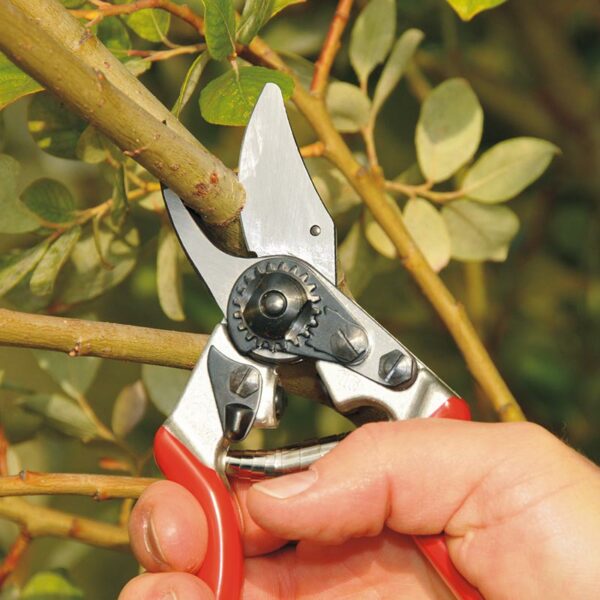 Cutting a overhead branch with the FELCO Model 6 Compact Bypass Secateurs.