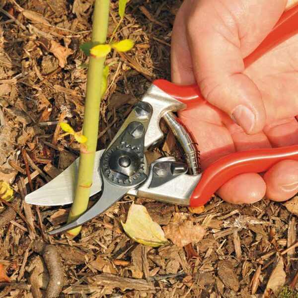 Cutting a thick stem at the roots with the FELCO Model 6 Compact Bypass Secateurs.