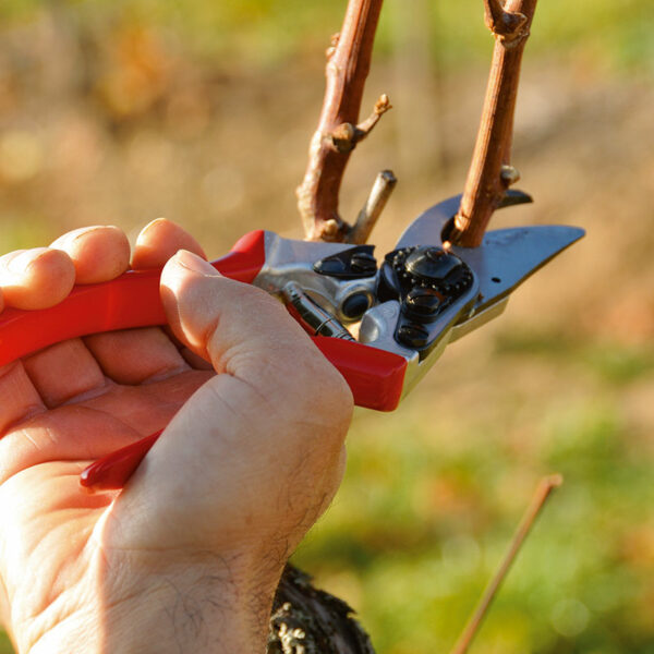 Cutting a sideways branch with the FELCO Model 6 Compact Bypass Secateurs.