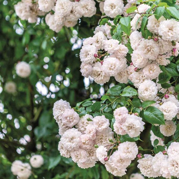 A close view of the Félicité et Perpétue Rambling Rose with soft pinkish-white blooms.