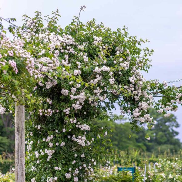 A wide view of the Félicité et Perpétue Rambling Rose with soft pinkish-white blooms and slight clouds.