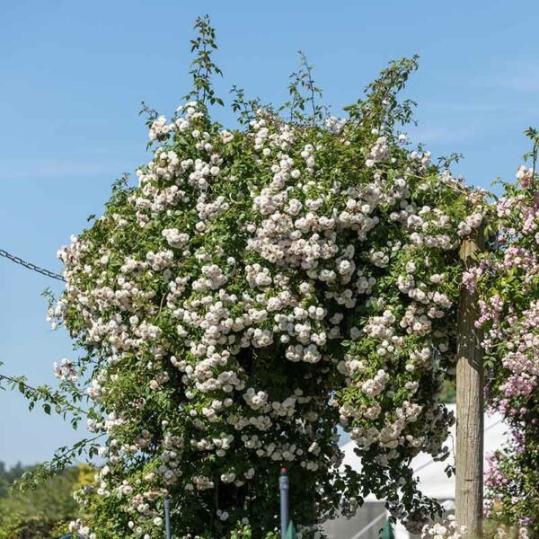A wide view of the Félicité et Perpétue Rambling Rose with soft pinkish-white blooms and clear sunny sky.
