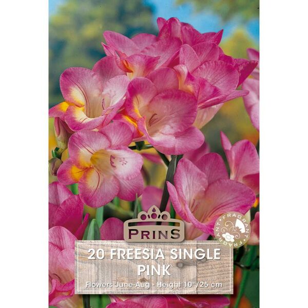 Freesia Single 'Pink' (20 bulbs)