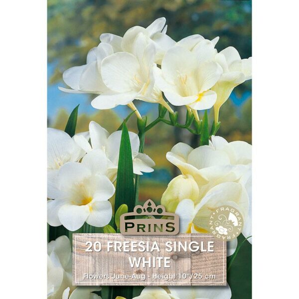 Freesia Single 'White' (20 bulbs)