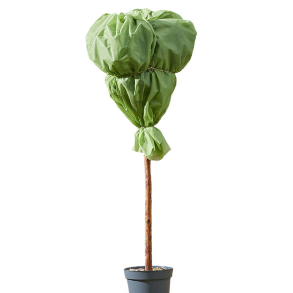 A cut of green G30 Plant Warming Fleece over a tall potted plant. The fleece has been tied tightly at the bottom of the green growth.