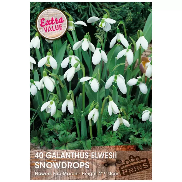 Galanthus Elwesii Snowdrops (40 bulbs)