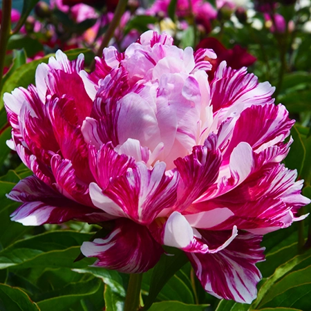 Gardening Front Page Hero Peony Candy Stripe
