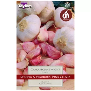 Garlic 'Carcassonne Wight' (1 bulb)