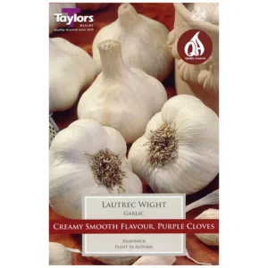 Garlic 'Lautrec Wight' (1 bulb)