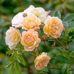 A cluster of Ghislaine de Féligonde Rambling Rose flowers. The flowers are compact and are a pale apricot colour.