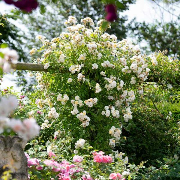 A large and mature Ghislaine de Féligonde Rambling Rose. It has pale apricot blooms.