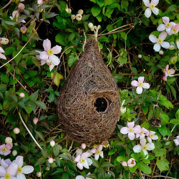 Giant Roost Nest Pocket hung in clematis