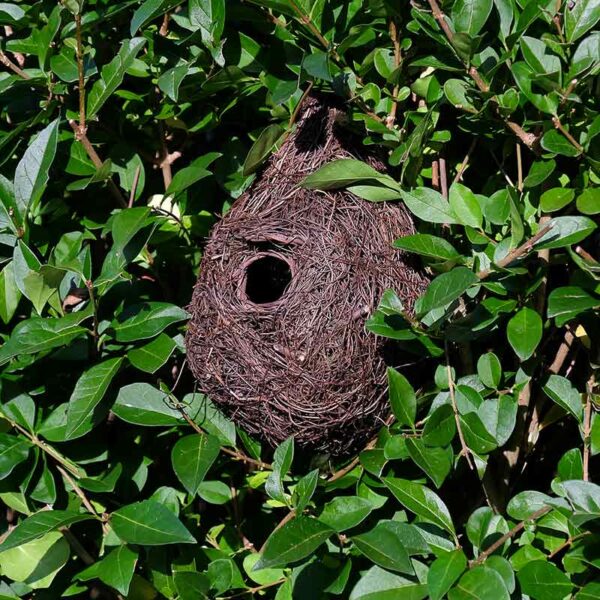 Giant Roost Nest Pocket hung in shrub