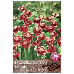 Gladioli Butterfly 'Belinda'