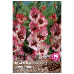 Gladioli Butterfly 'Clemence'