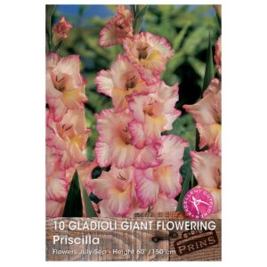 Gladioli Giant Flowering 'Priscilla'