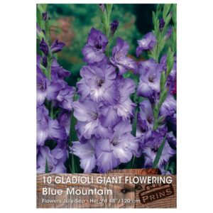 Gladioli Giant Flowering 'Blue Mountain'