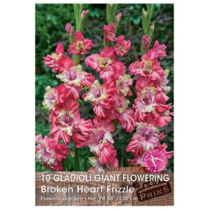 Gladioli Giant Flowering 'Broken Heart Frizzle'