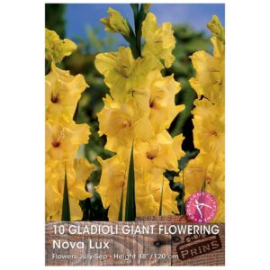 Gladioli Giant Flowering 'Nova Lux'