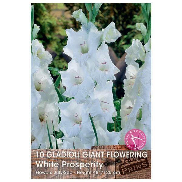 Gladioli Giant Flowering 'White Prosperity'
