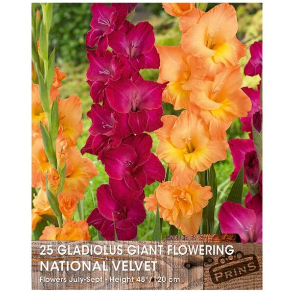 Gladiolus Giant Flowering Bulbs 'National Velvet'