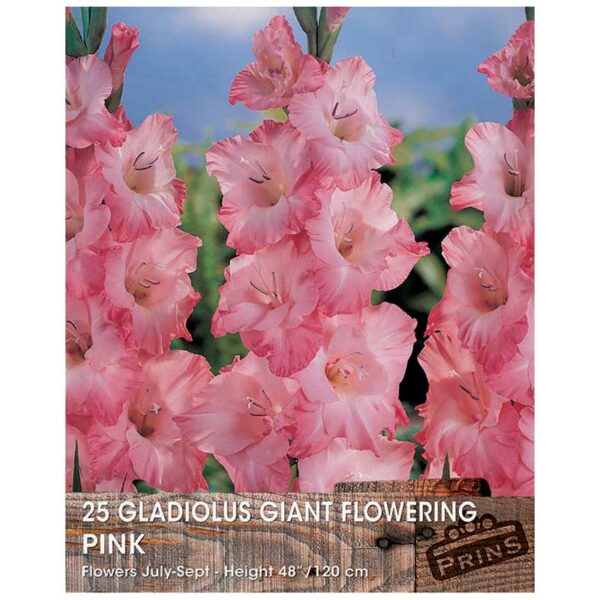 Gladiolus Giant-Flowering Pink