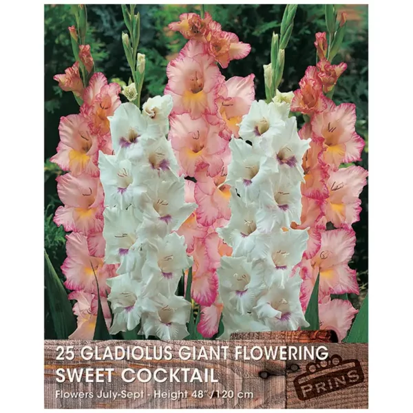 Gladiolus Giant Flowering 'Sweet Cocktail' (25 bulbs)