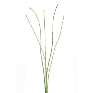 Floralsilk Bamboo Stick Bundle (90cm)
