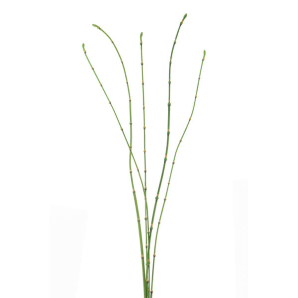 Floralsilk Bamboo Stick Bundle (90cm)