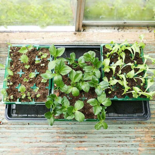 3 Gro-Sure Visiroot Cell Trays, filled with soil and plants at varying stages of maturity. The view is top down onto the trays.